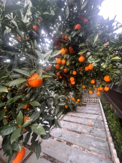 115 فروش ویلا چوبی بابل